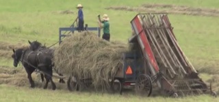 The Amish Way of Making Hay