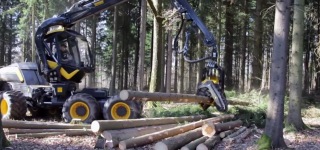 Meet The Scorpion King! The Scariest Way To Cut Down Trees